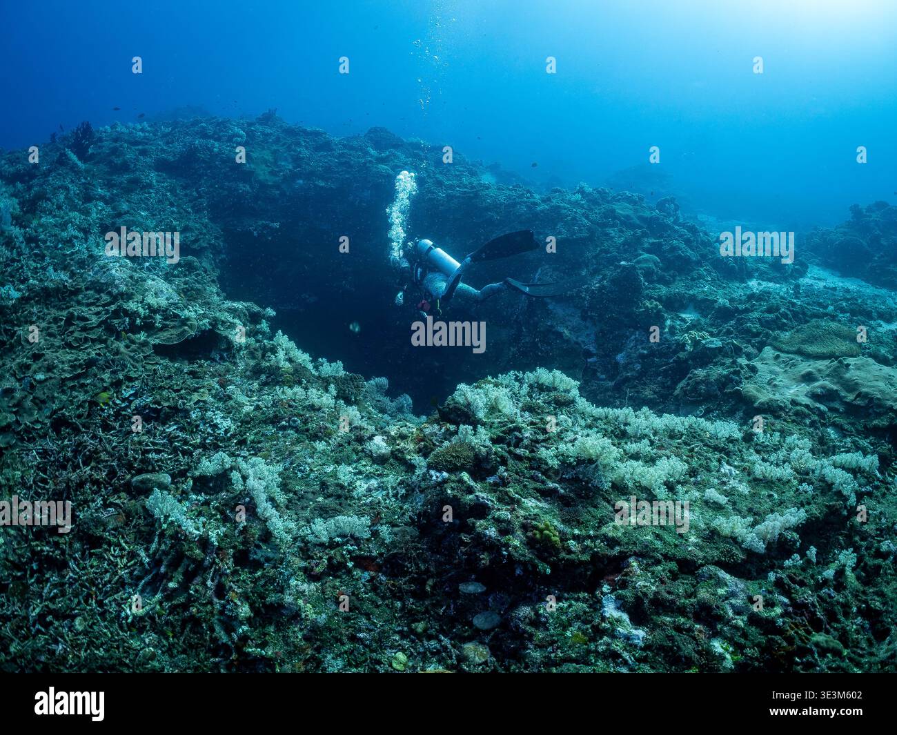 A scuba diver explores a vibrant coral reef, surrounded by the clear blue waters of the ocean. The diver is equipped with a mask, fins, and a scuba ta Stock Photo