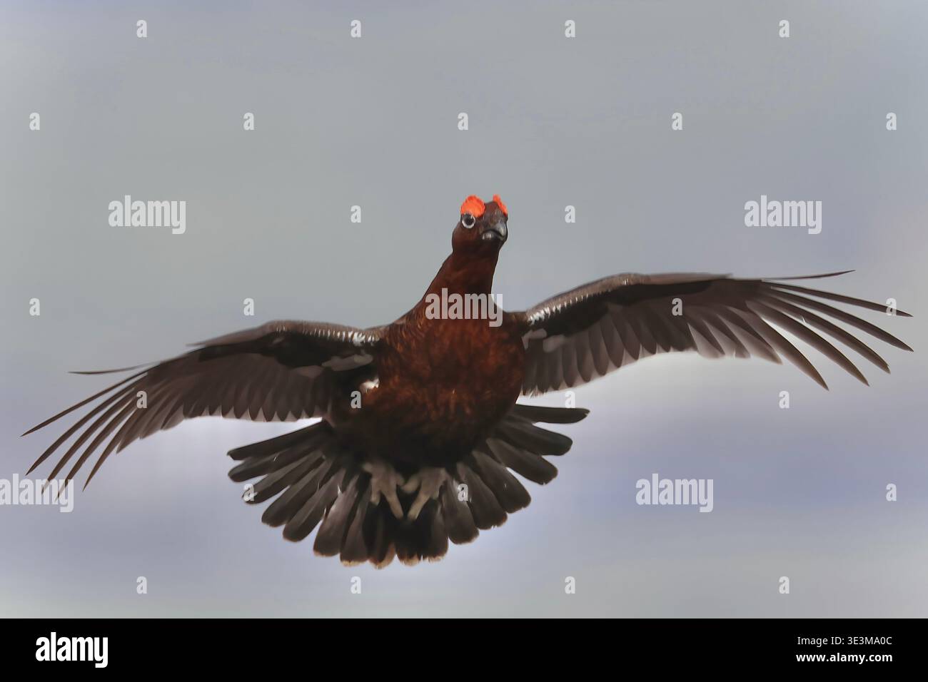 Red Grouse in flight Stock Photo