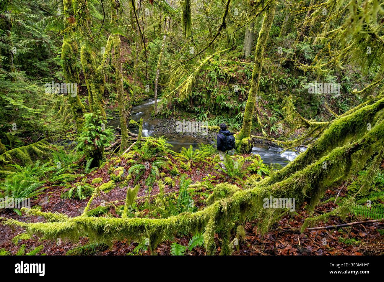 Hiker on moss-covered Tod Inlet Trail along Tod Creek - Gowlland Tod Provincial Park - near Victoria, British Columbia, Canada Stock Photo