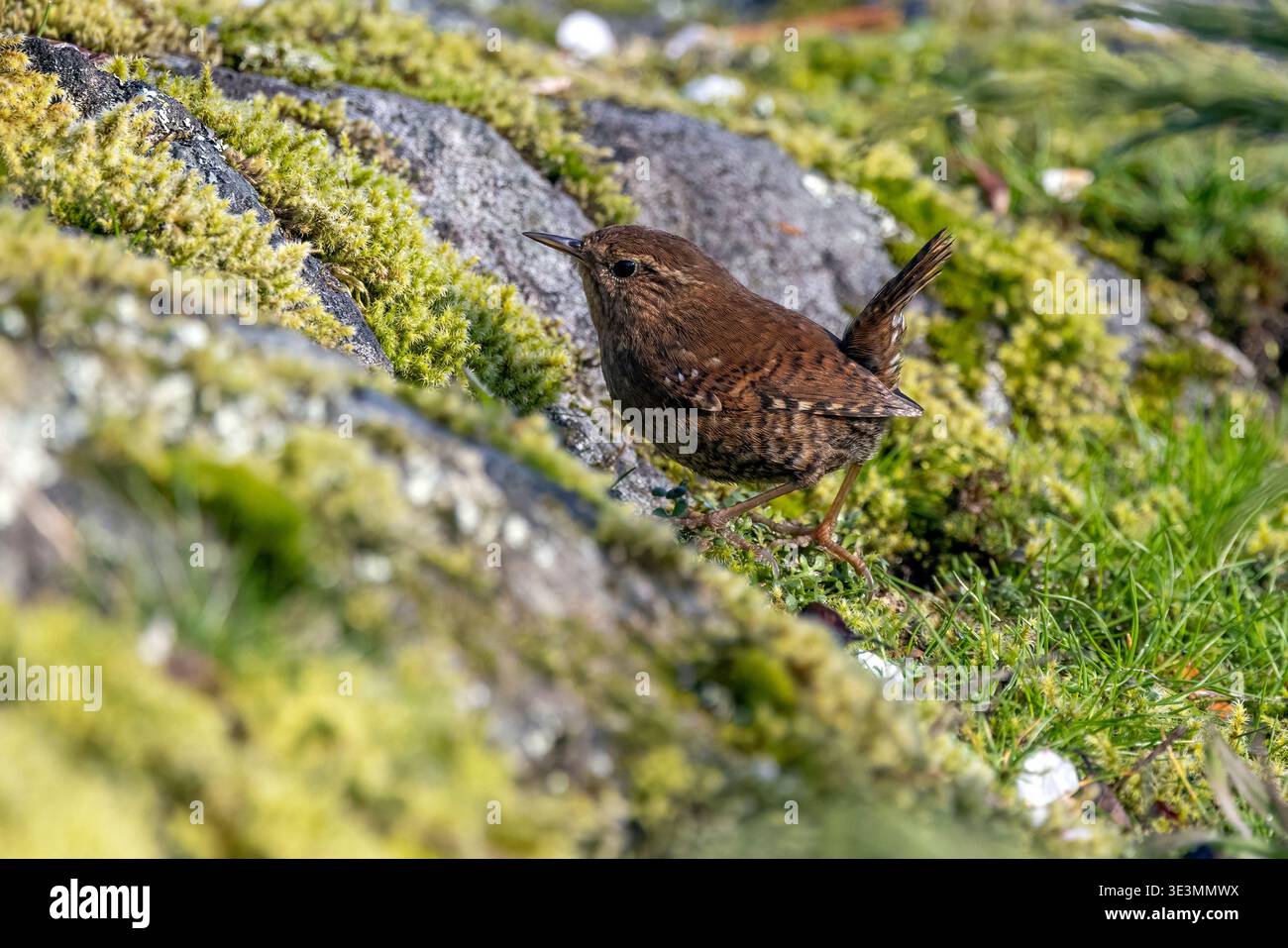 Pacific wren (Troglodytes pacificus) - Beacon Hill Park in Victoria, Vancouver Island, British Columbia, Canada Stock Photo