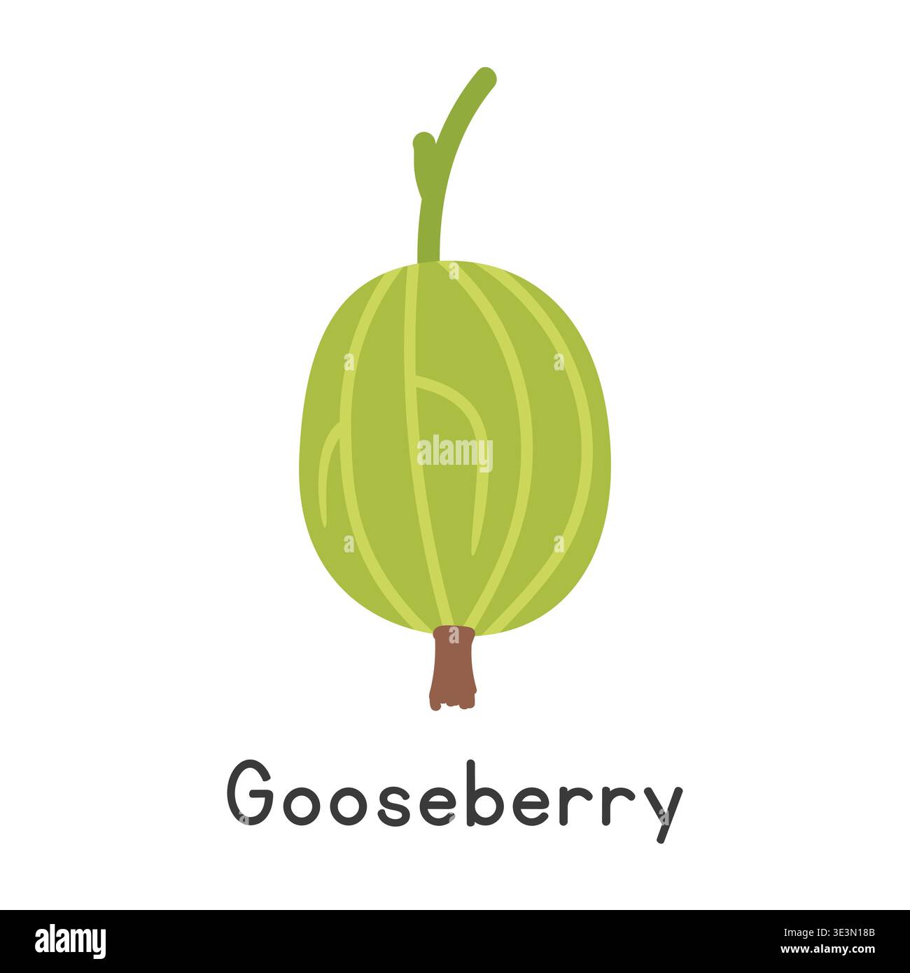 Gooseberry flat vector illustration. Green gooseberry or Ribes uva-crispa cartoon clipart style isolated on white background. Berry concept Stock Vector