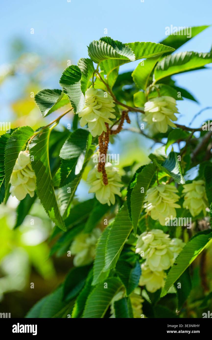 Ostrya virginiana, American hop hornbeam, bladder-like, or sac-like seed husks in summer which look like hops Stock Photo