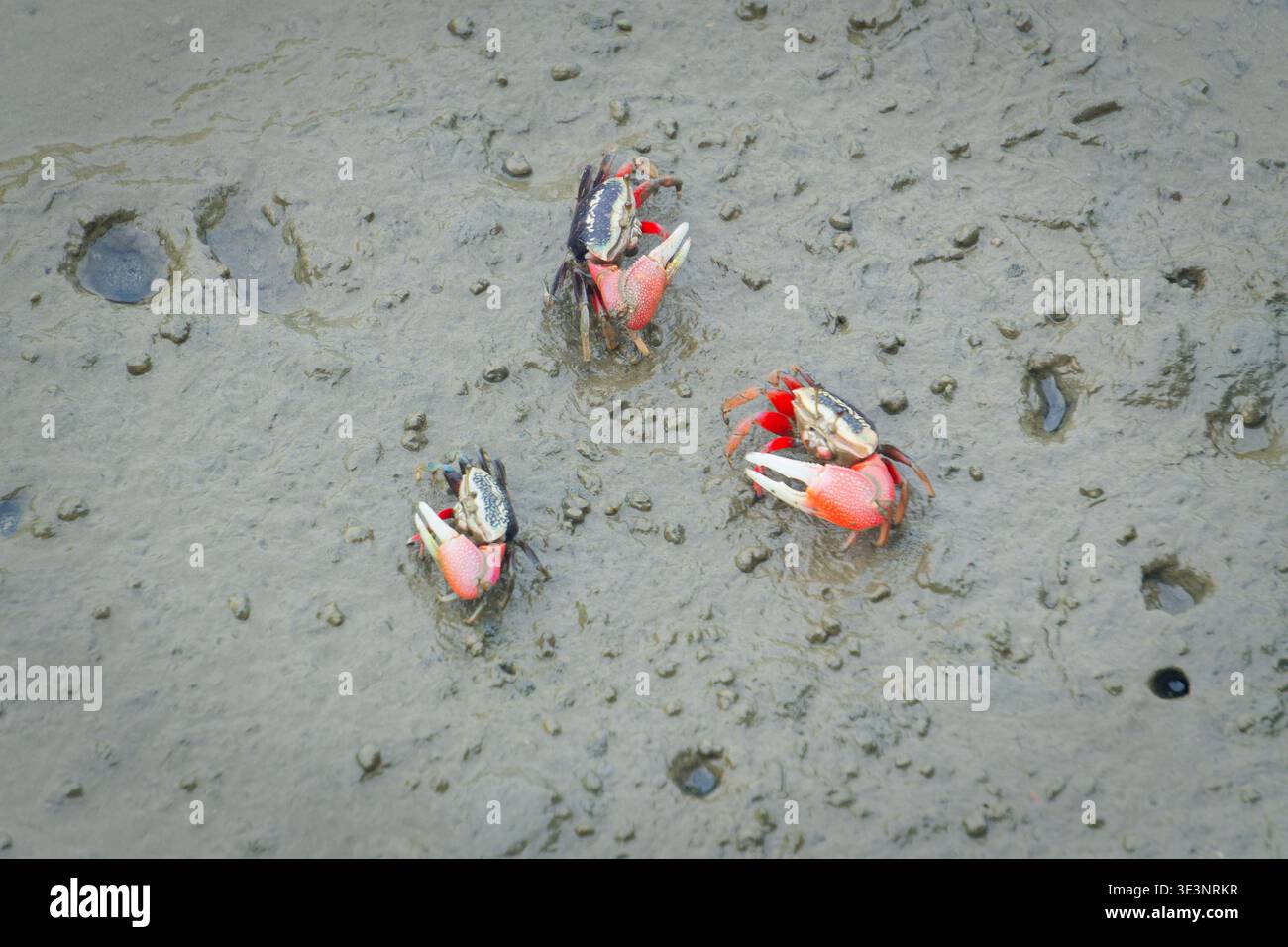 Close-up of red arcuate fiddler crabs foraging on the intertidal mudflat at Gaomei Wetlands, Taichung, showcasing enlarged claw. Stock Photo