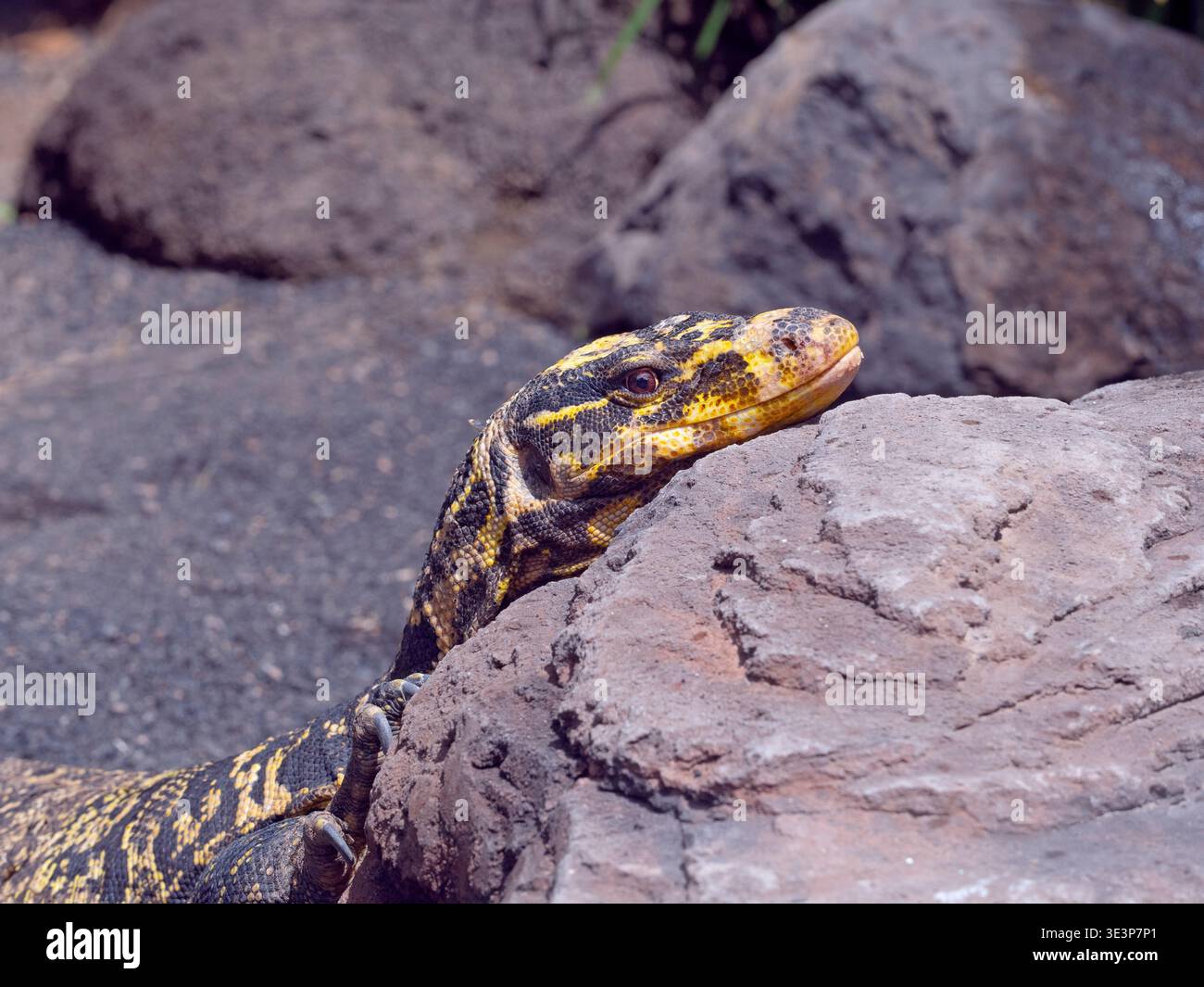 Yellow-headed water monitor Varanus cumingi Stock Photo