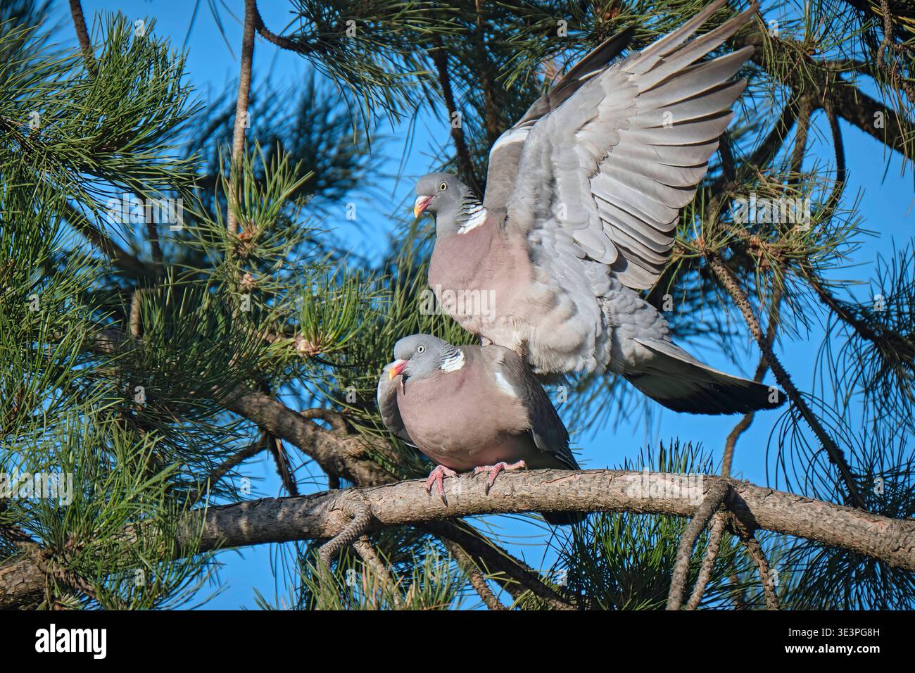 Copulating Ringeltauben Columba palumbus . Kopulierende Ringeltauben Columba ...