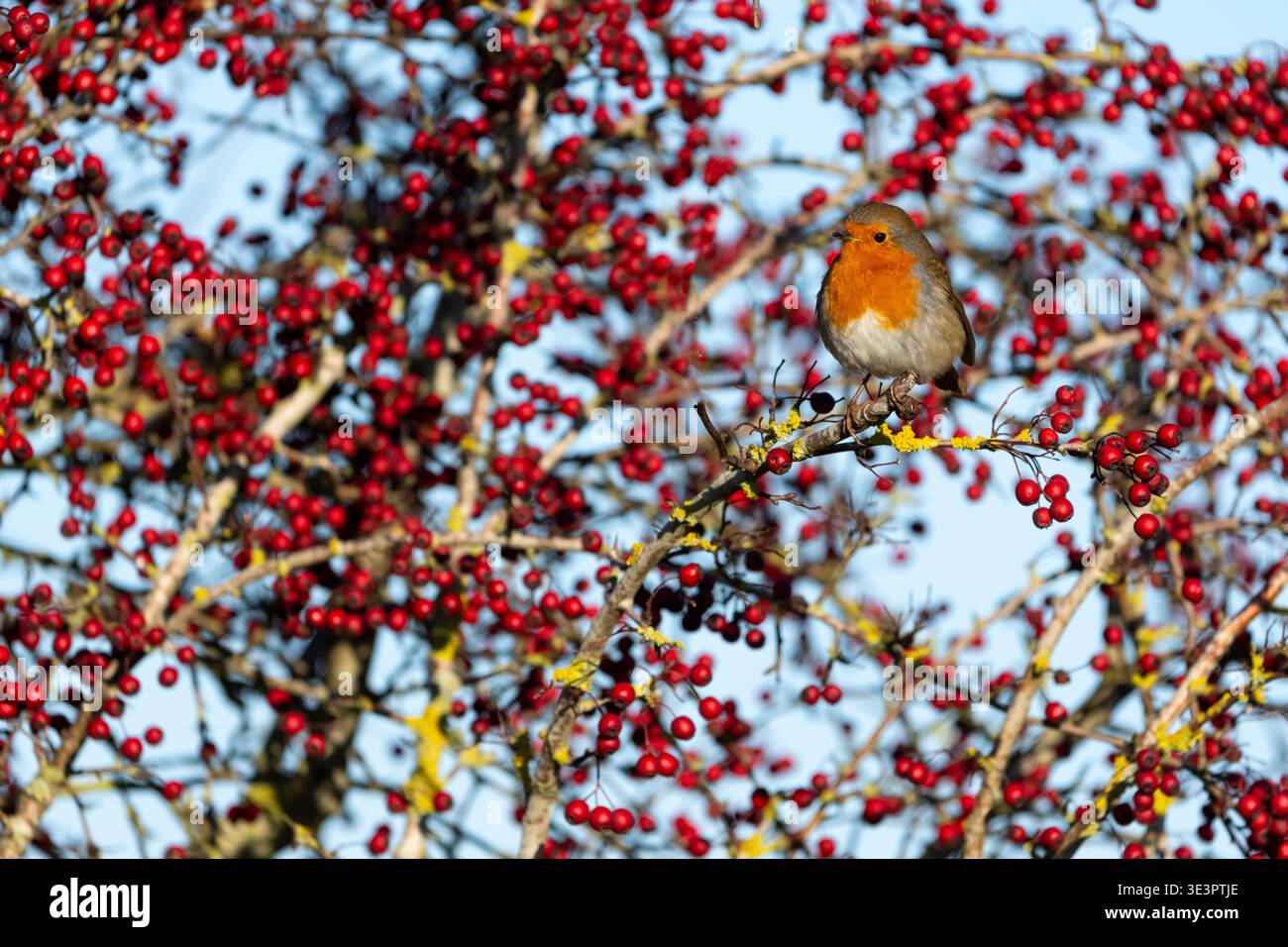 Robin (Erithacus rubecula) amongst hawthorn berries, England Stock Photo