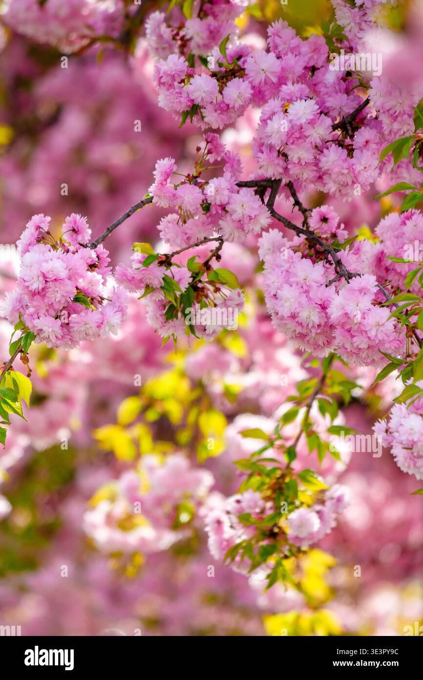 japanese sakura viewing season. pink flowers of cherry blossom during spring time. blooming place in ukraine. hanami picture from outdoor location of Stock Photo