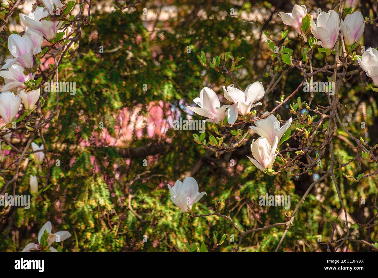 magnolia tree blooming in springtime. tender pink flowers in a shade of urban architecture. picture from uzhhorod city with magnolia soulangeana on a Stock Photo