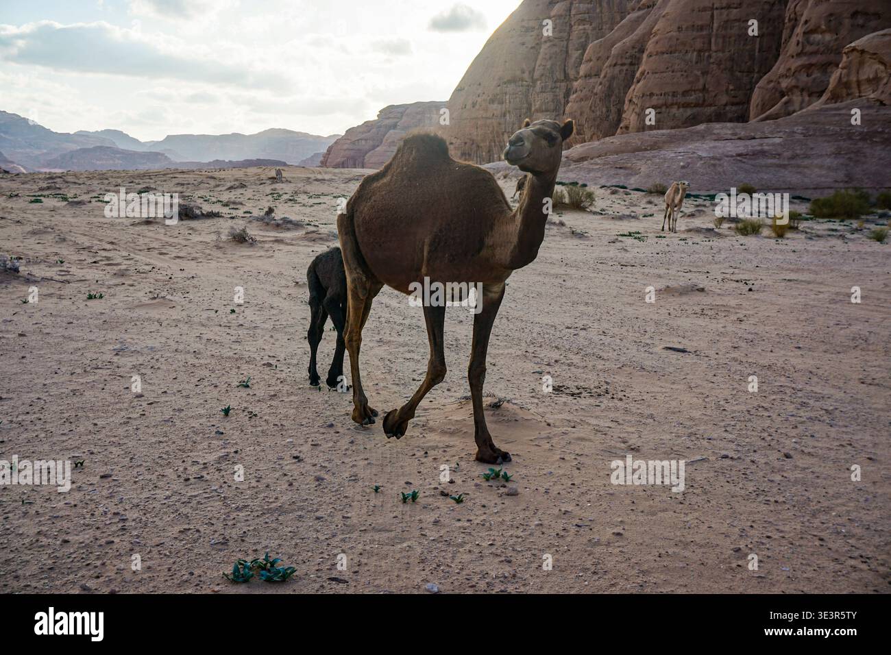 Camel moving across sandy ground hi-res stock photography and images ...