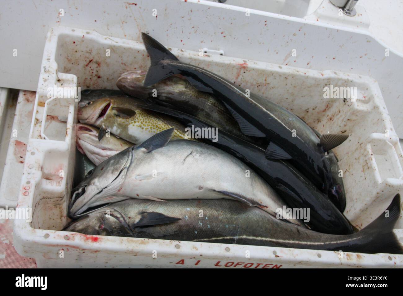 Rod N Cod Mixed catch of cod and coalfish from traditional rod and line fishing ...