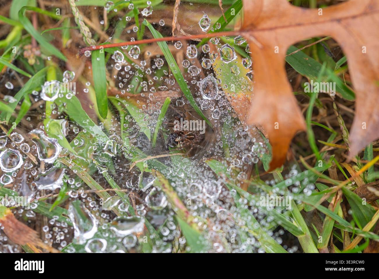 Grass Spider Eats a Wasp Caught in its Web Stock Photo