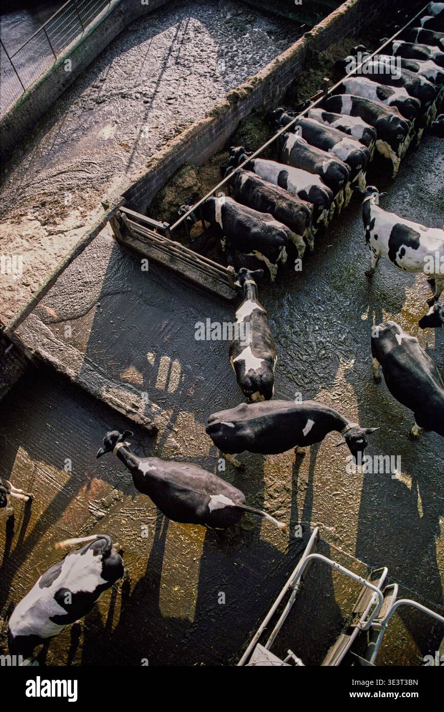 Winter yarded dairy cows on concrete area. Shows feeding areas and ...