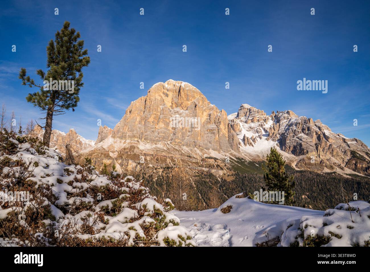 Winter landscape in the Dolomites featuring Tofana di Rozes lit by the setting sun. In the foreground, soft fresh snow and pine trees frame the toweri Stock Photo