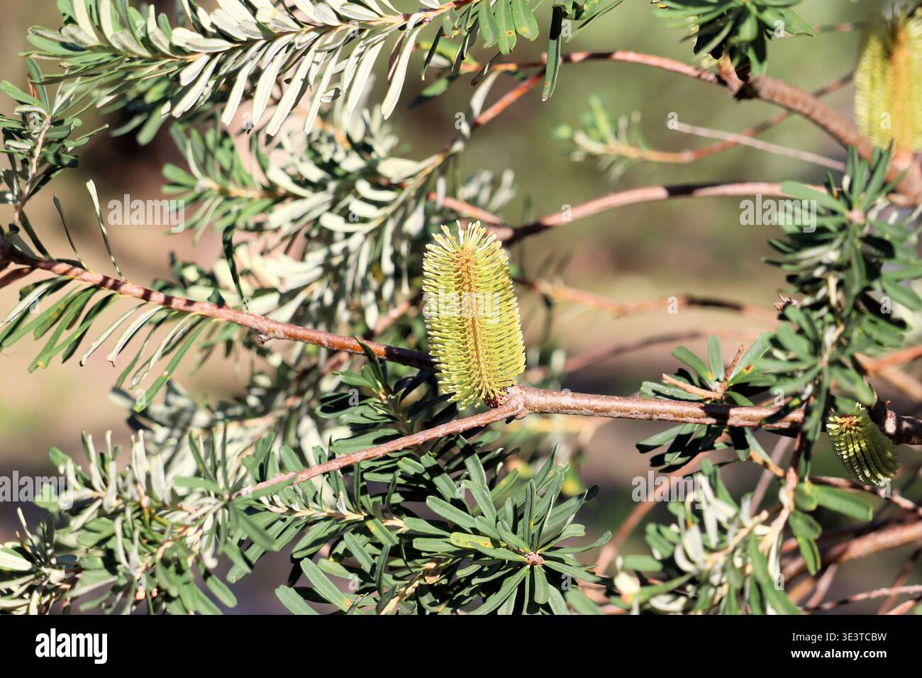 Silver banksia banksia marginata flower hi-res stock photography and images  - Alamy