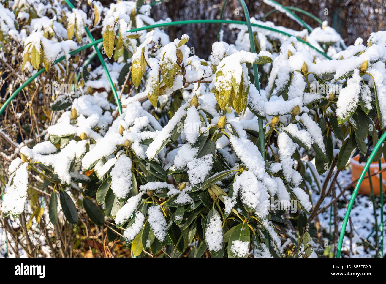 Rhododendron covered with frost and snow in winter Stock Photo - Alamy