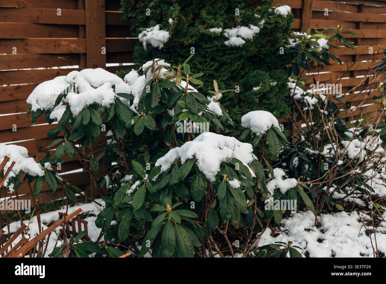 Rhododendron covered with frost and snow in winter Stock Photo - Alamy