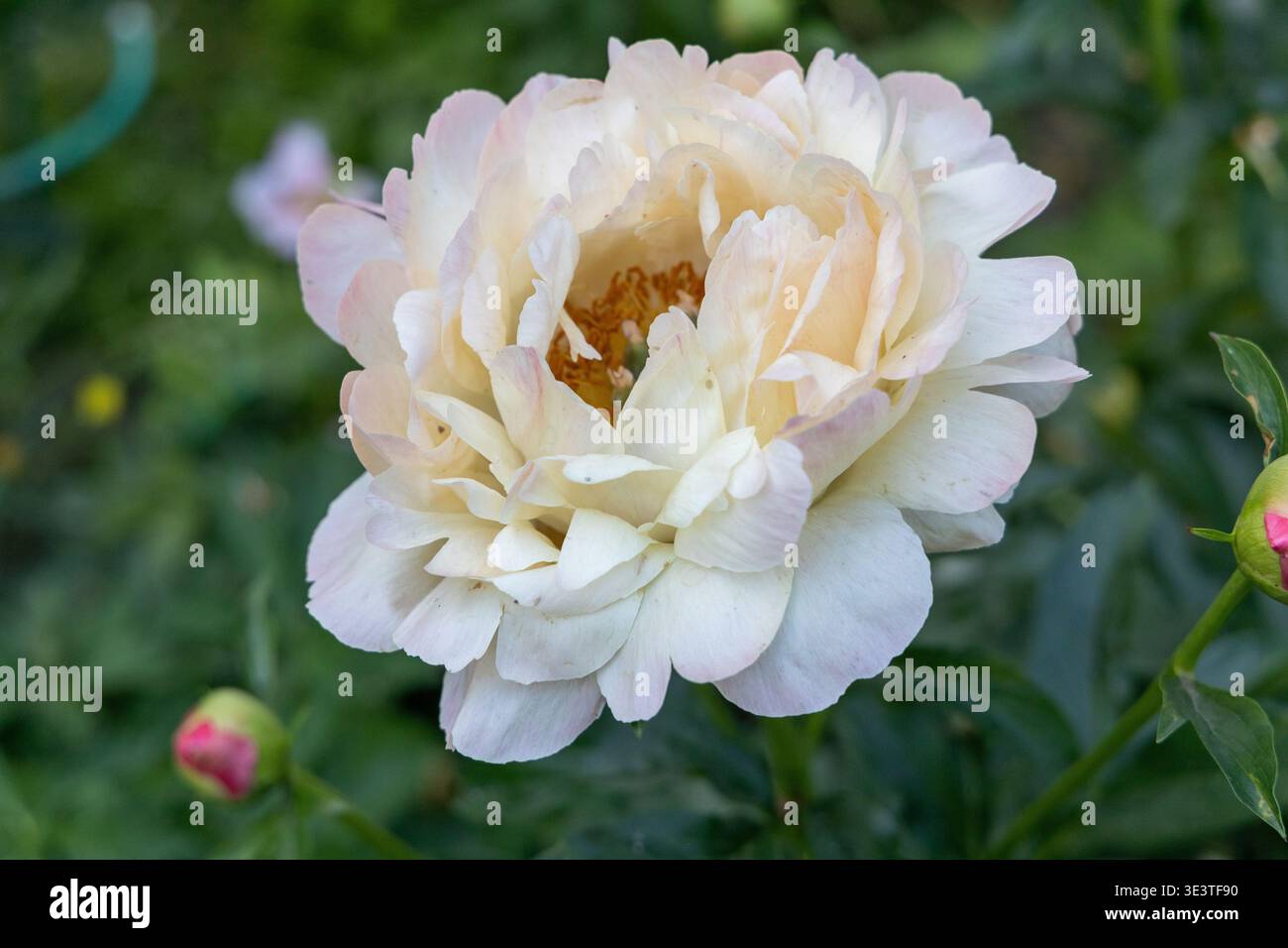 Herbaceous Peonies Pink Hawaiian Coral in flower  Stock Photo