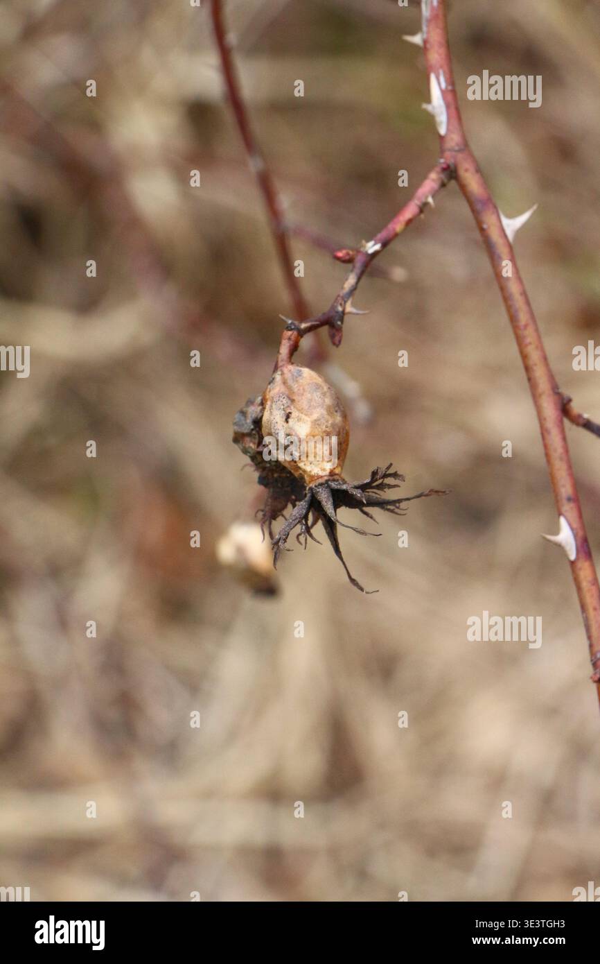 Dried Rose Hip on Thorny Branch Stock Photo