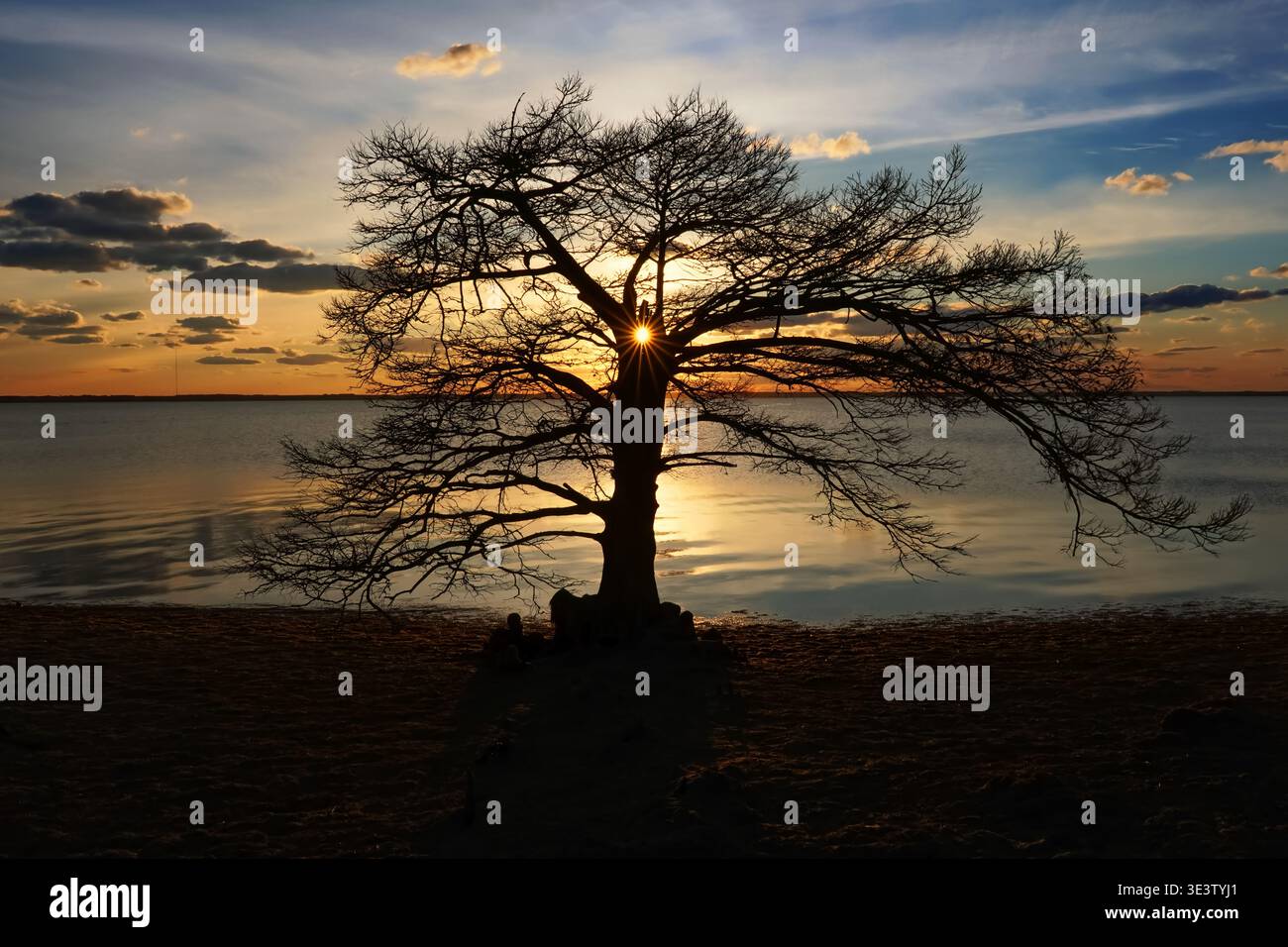 Sun setting behind a tree on Currituck Sound Stock Photo