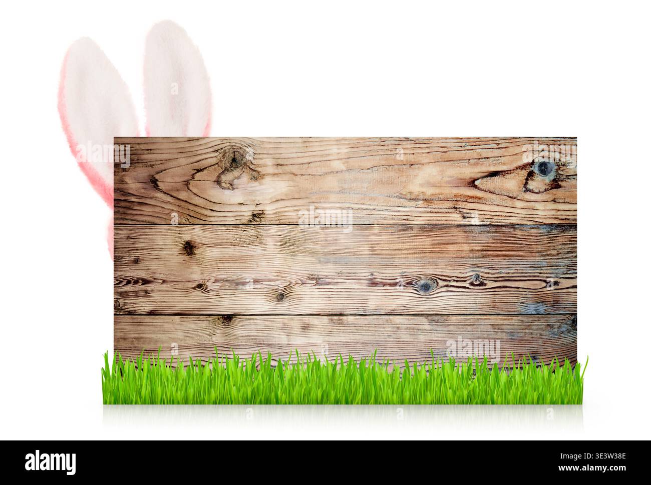 Easter rabbit ears peeking out behind old textured wood sign isolated on white background with clipping path. Spring banner design with copy space. Id Stock Photo