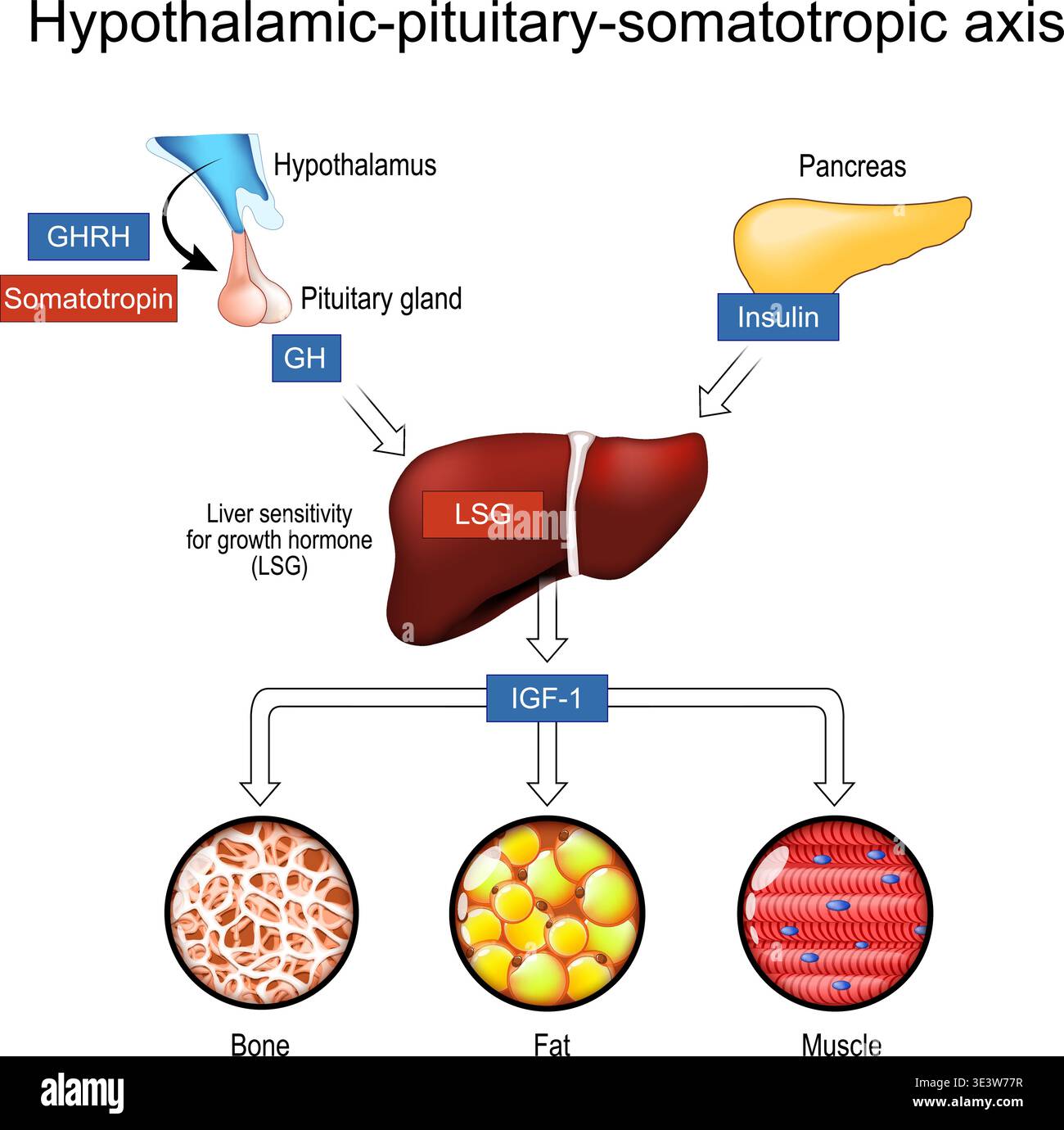 Hypothalamic-pituitary-somatotropic axis. Hypothalamus, Pituitary gland ...