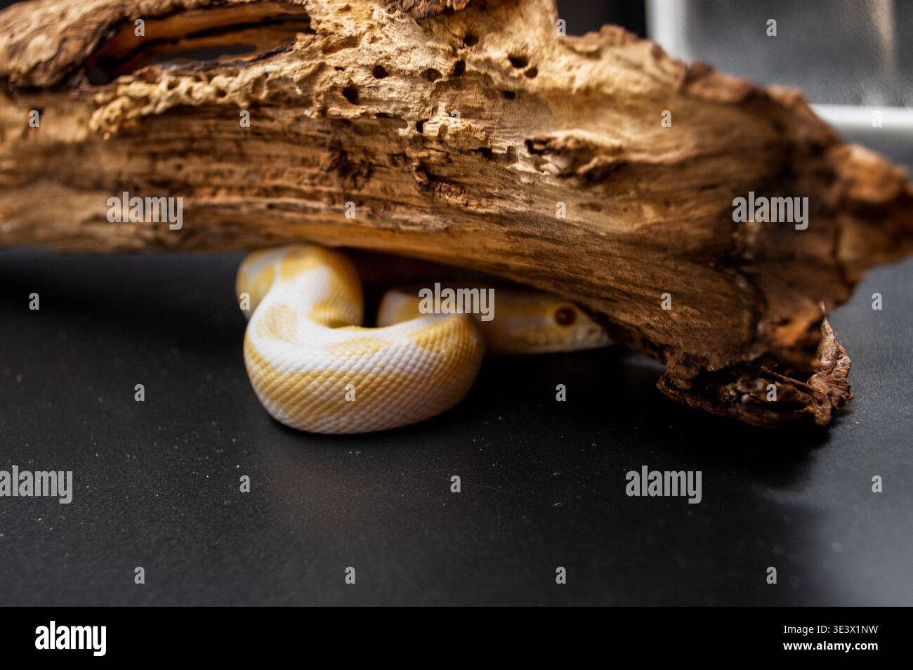 An albino snake Royal python (Python regius) hides under a snag Stock Photo