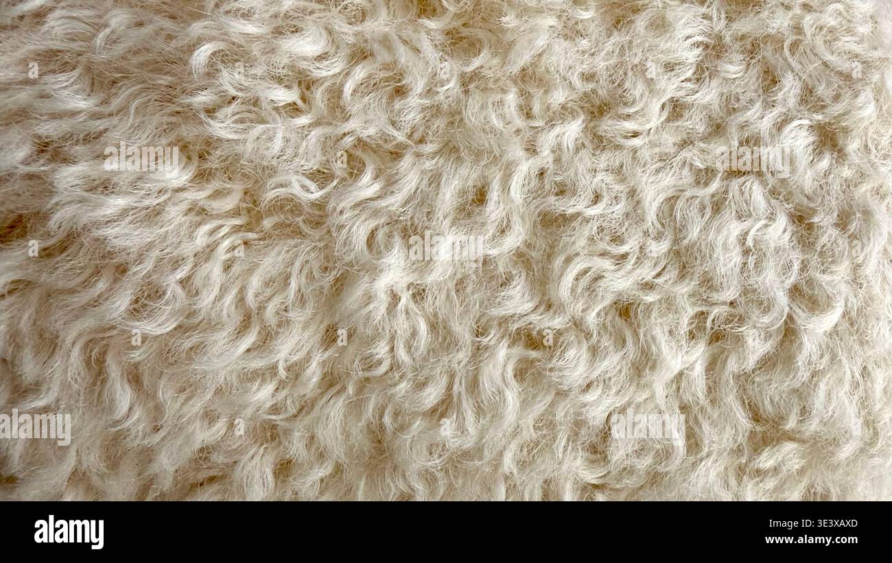 Curly soft wool texture in close-up, fluffy light textile background. Stock Photo