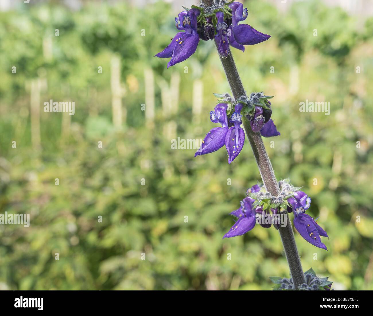 Coleus forskohlii hi-res stock photography and images - Alamy