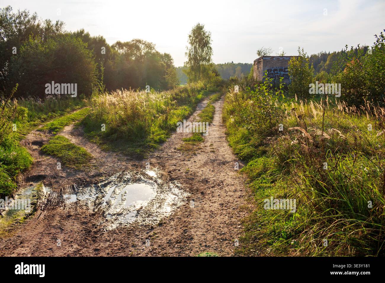 Rural dirt road forks, muddy puddle reflecting sunlight, leading through overgrown fields towards a distant brick shack and trees Stock Photo