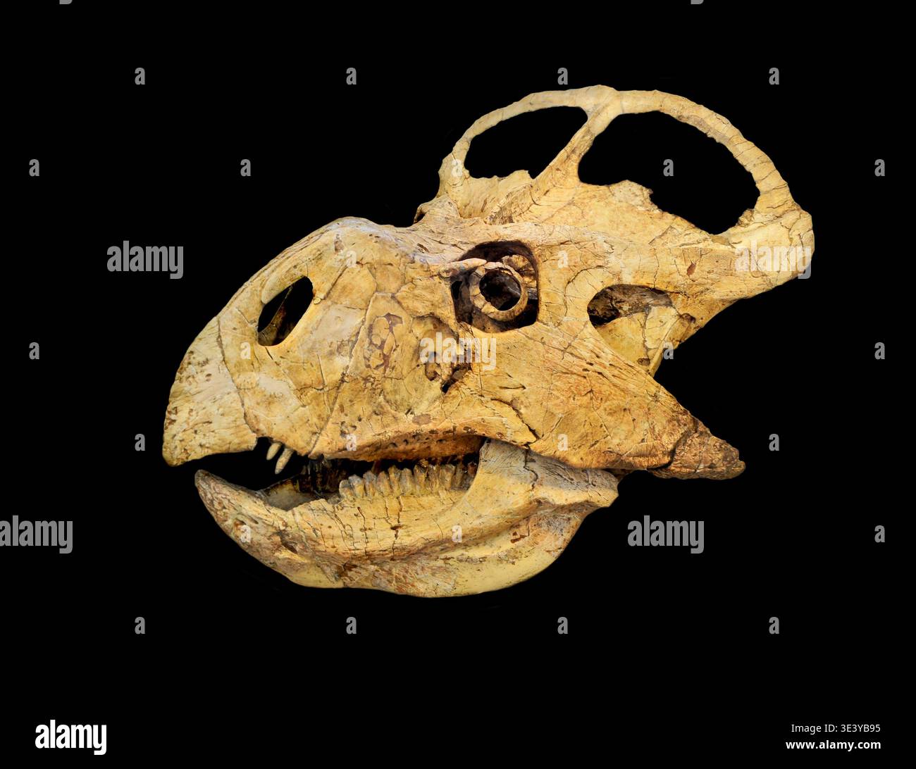 Protoceratops skull. Stock Photo