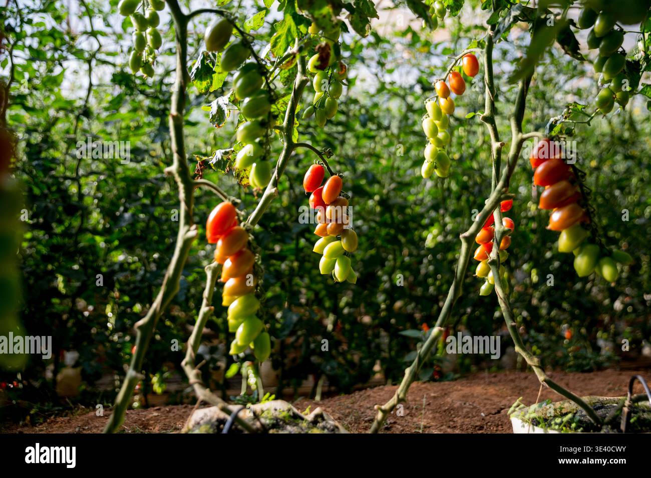 Smart farming techniques hydroponic salad vegetables technology tomato red green ensuring fresh sustainable produce agriculture promotes healthy eatin Stock Photo