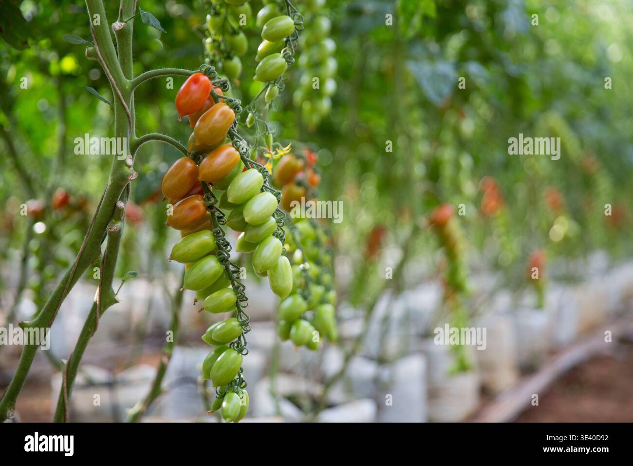 Smart farming techniques hydroponic salad vegetables technology tomato red green ensuring fresh sustainable produce agriculture promotes healthy eatin Stock Photo