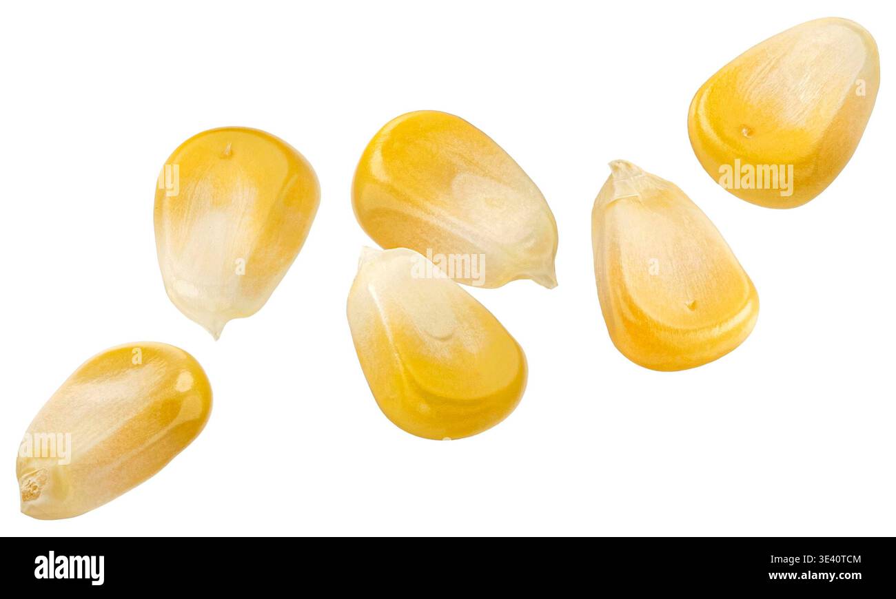 Falling corn seeds isolated on white background with clipping path Stock Photo