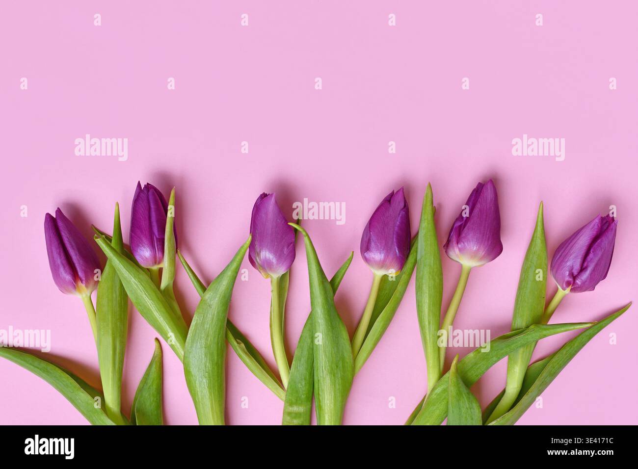 Purple tulip flowers on pink background. Floral spring background with copy space Stock Photo