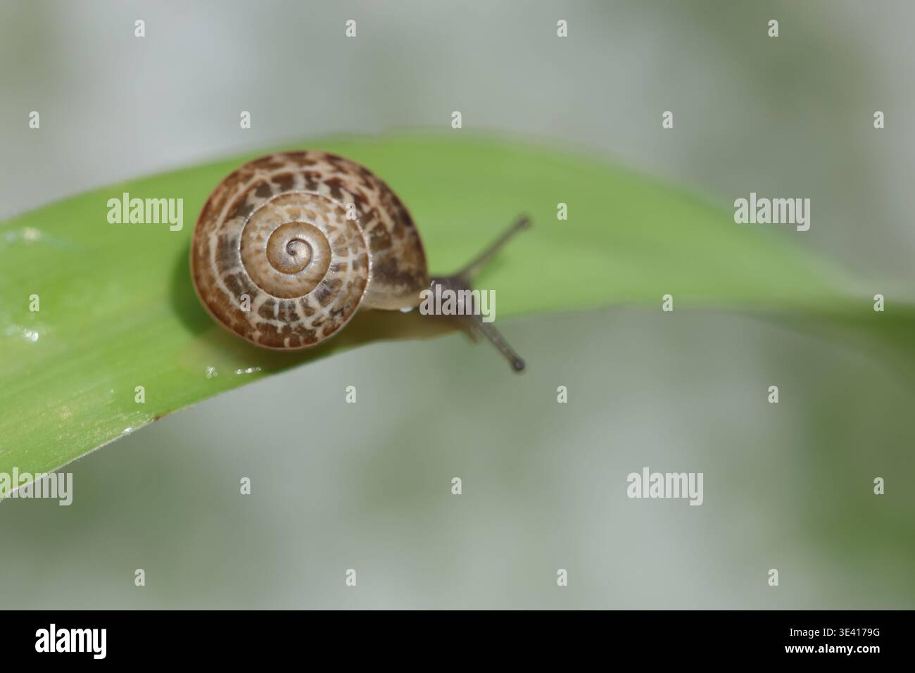 Golden Ratio in Nature: Macro View of a Snail Shell Spiral on a Green ...