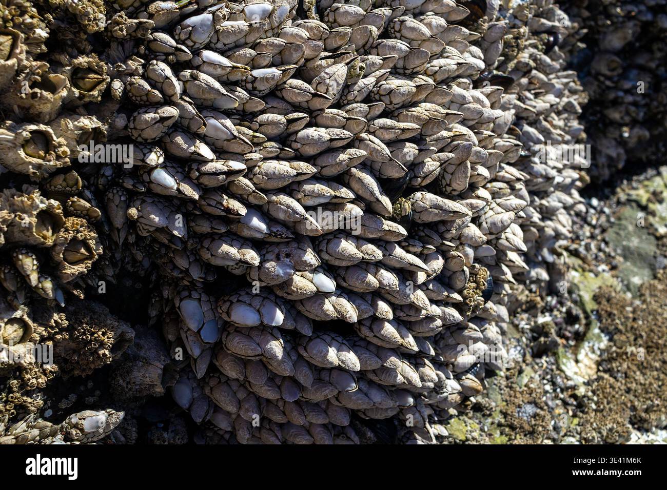 cluster-of-barnacles-pacific-acorn-barnacles-balanus-glandula