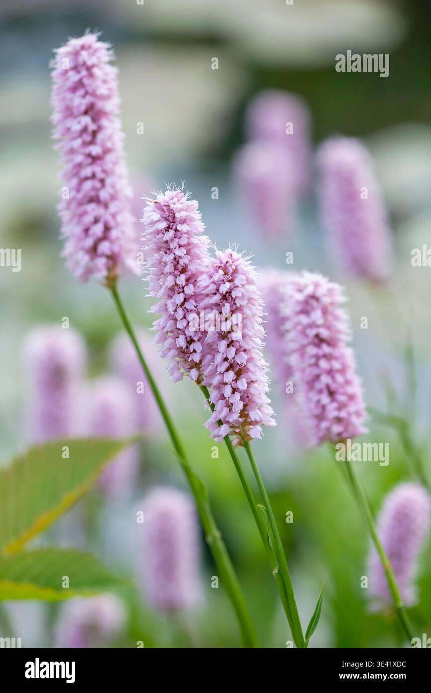 Bistort root hi-res stock photography and images - Alamy