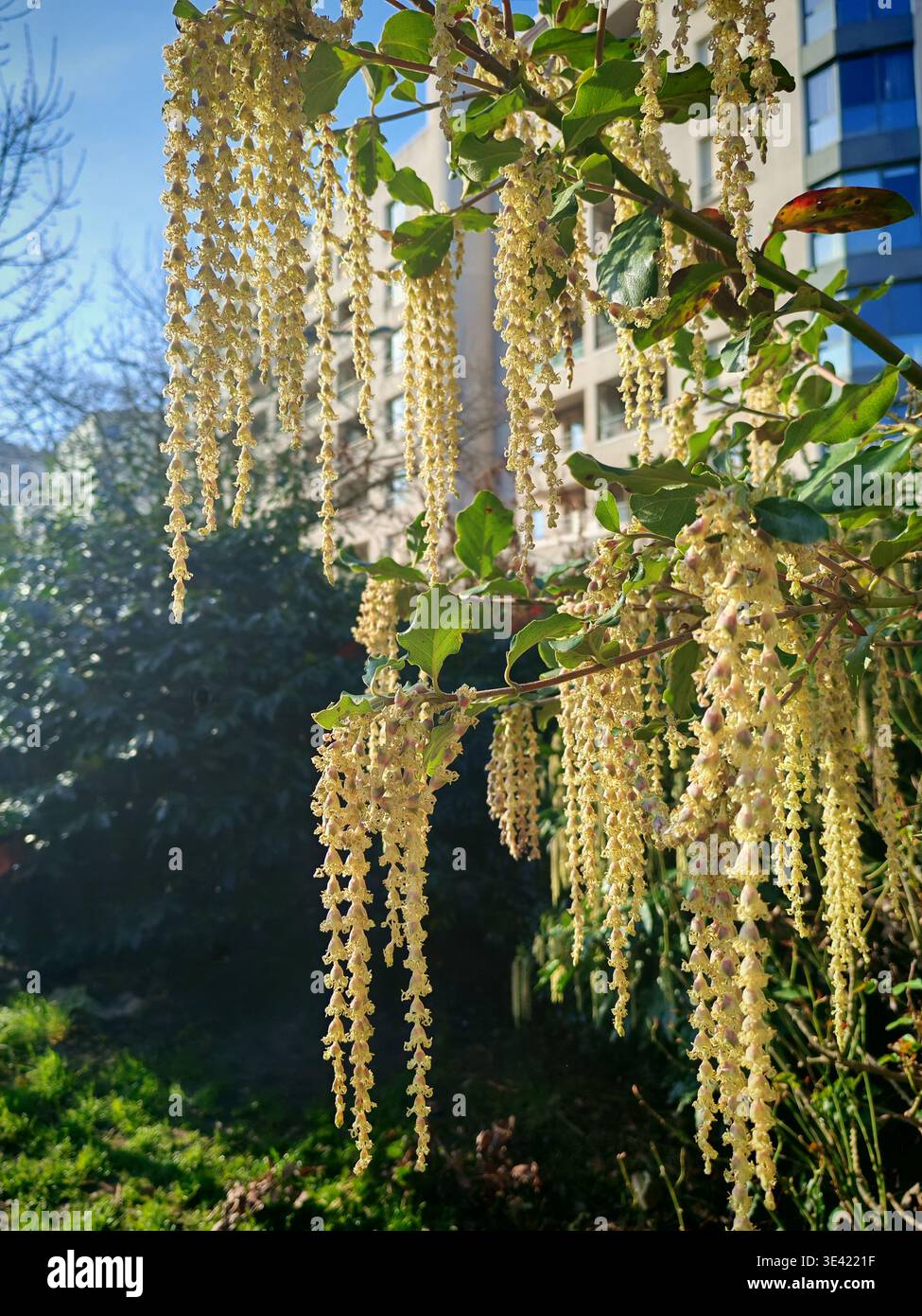 Garrya elliptica with long catkins of Coast silk-tassel or wavyleaf silktassel at the street park near houses in the city Stock Photo