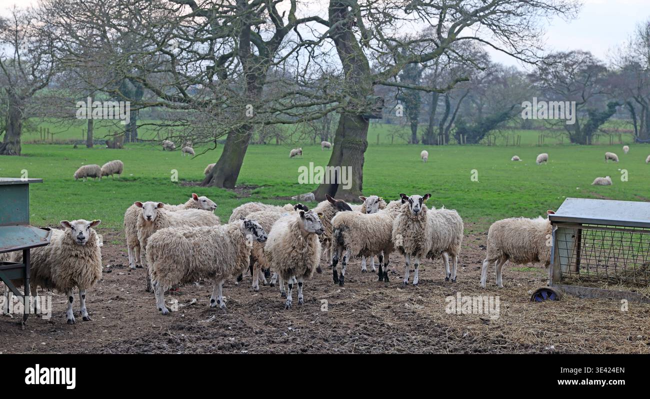 Sheep in a field, United Kingdom. Stock Photo
