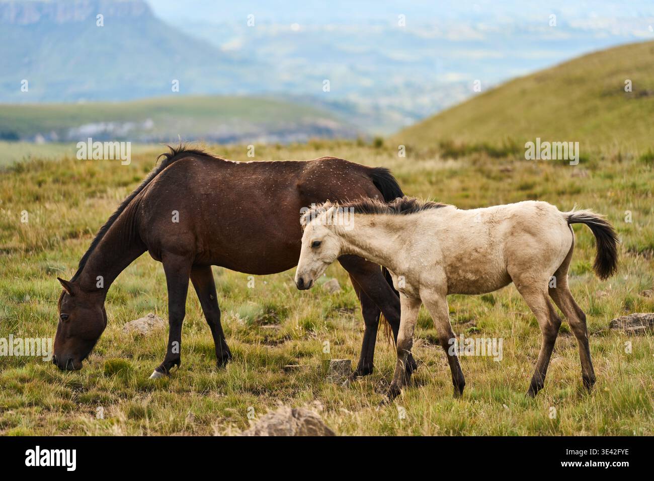 Quiet rural scene with untamed horses near distant valley Stock Photo