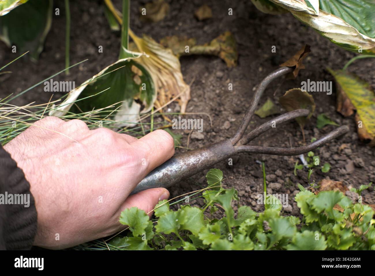Gardening with a fork, male hands. Stock Photo