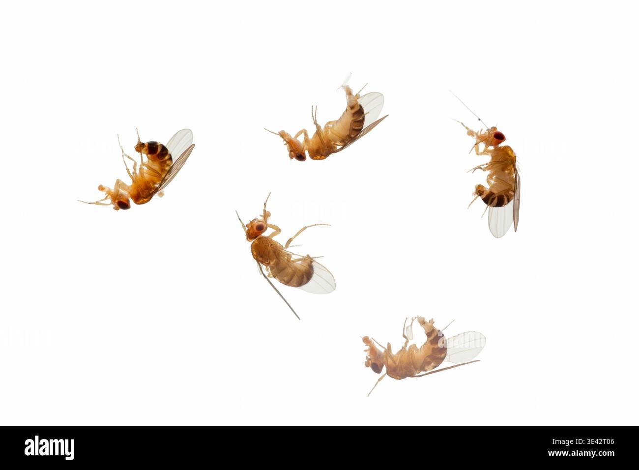 Dead Drosophila melanogaster Common Fruit Fly or Vinegar Fly which have been caught in a vinegar trep. Stock Photo