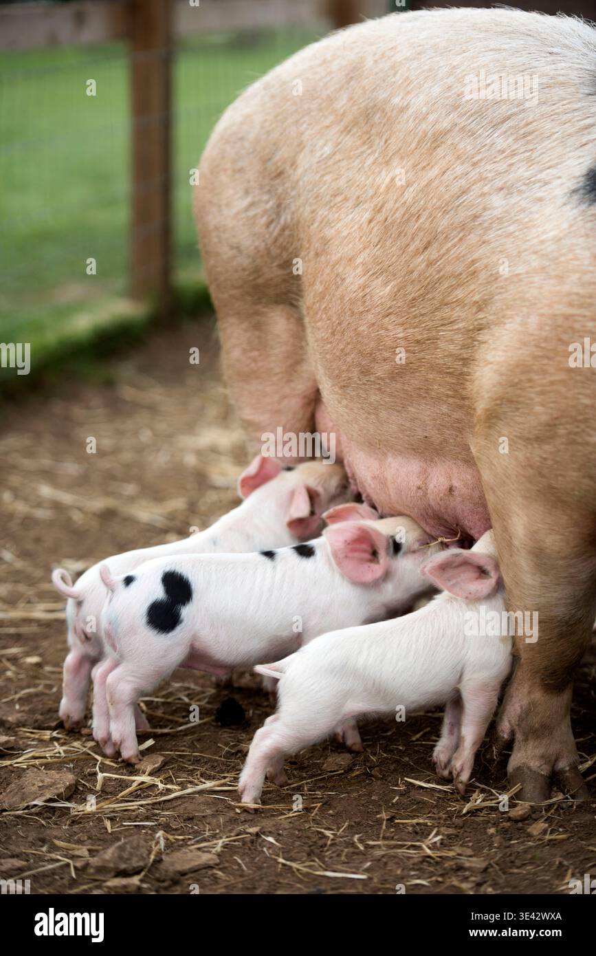 Gloucester Old Spot piglets feeding. Stock Photo