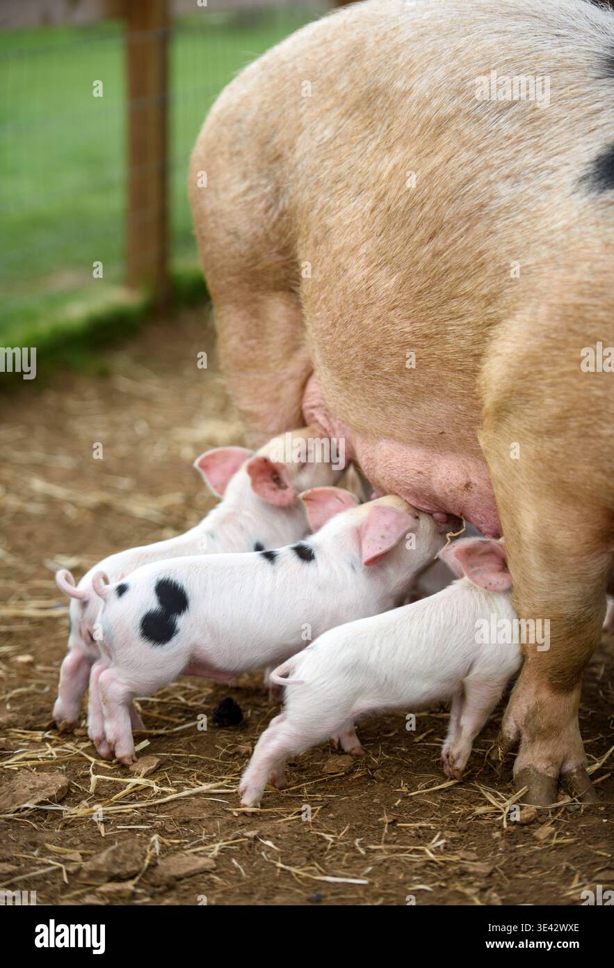 Gloucester Old Spot sow and piglets. Stock Photo