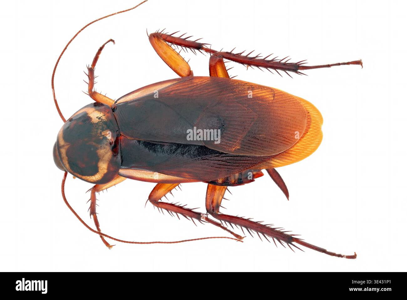 Australian cockroach (Validiblatta australasiae), synonym Periplaneta ...