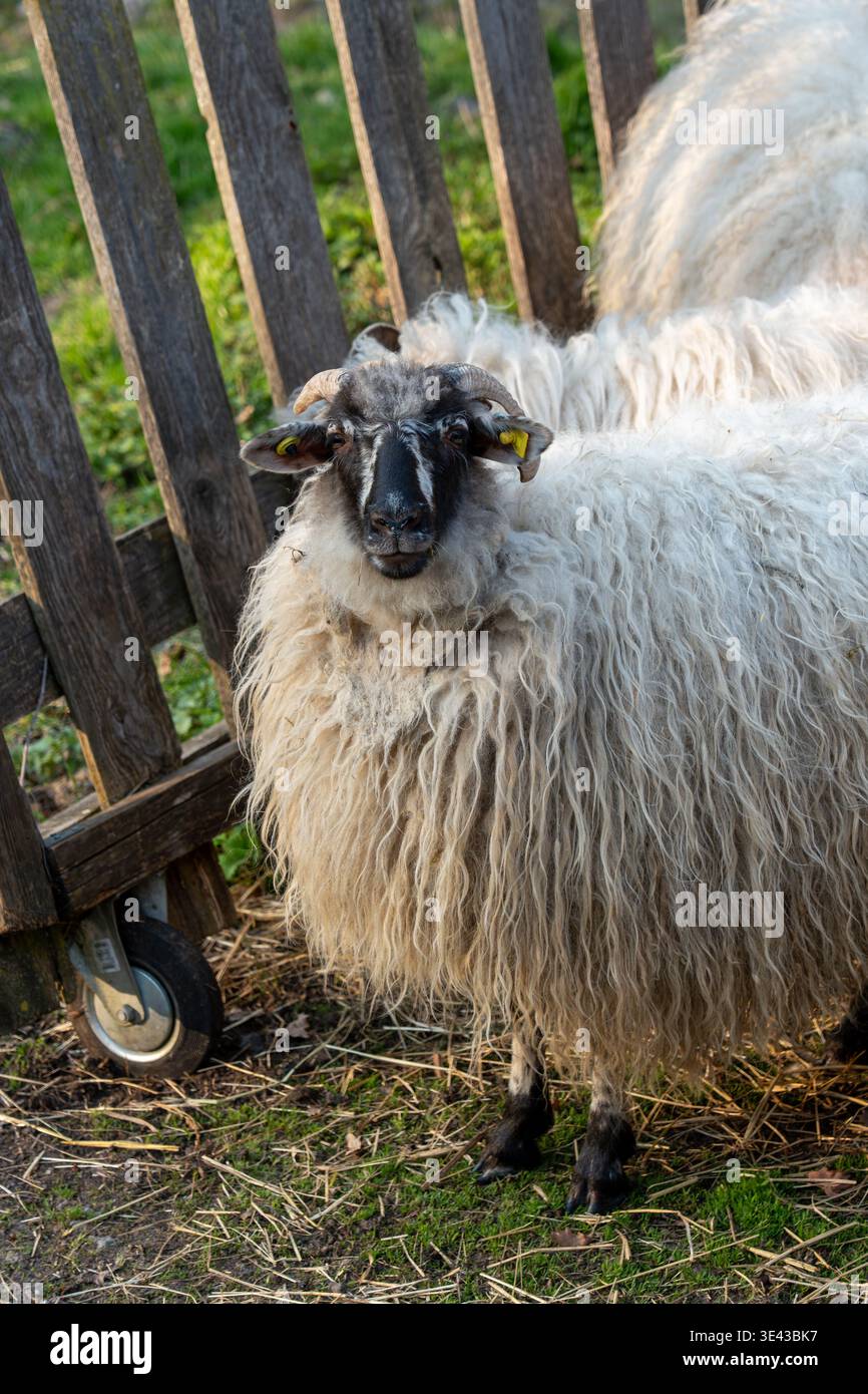 Long curved horns hi-res stock photography and images - Alamy