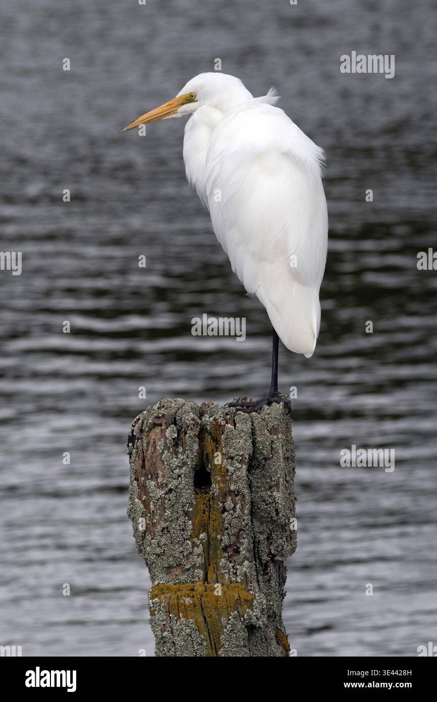 Great egret (Ardea alba modesta) perched on wooden post at Ōkārito Lagoon, West Coast, South Island, New Zealand Stock Photo