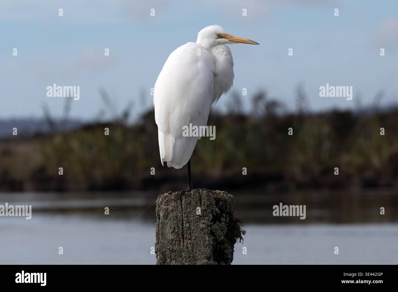 Great egret (Ardea alba modesta) perched on wooden post at Ōkārito Lagoon, West Coast, South Island, New Zealand Stock Photo