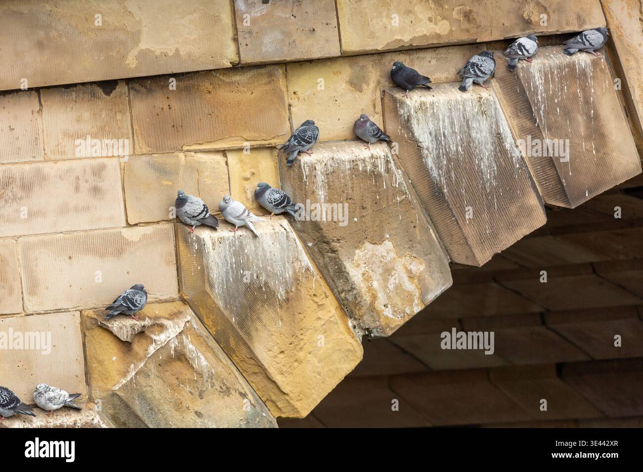 Feral pigeons perched on the stone ledge of a bridge which is heavily fouled with droppings. Stock Photo