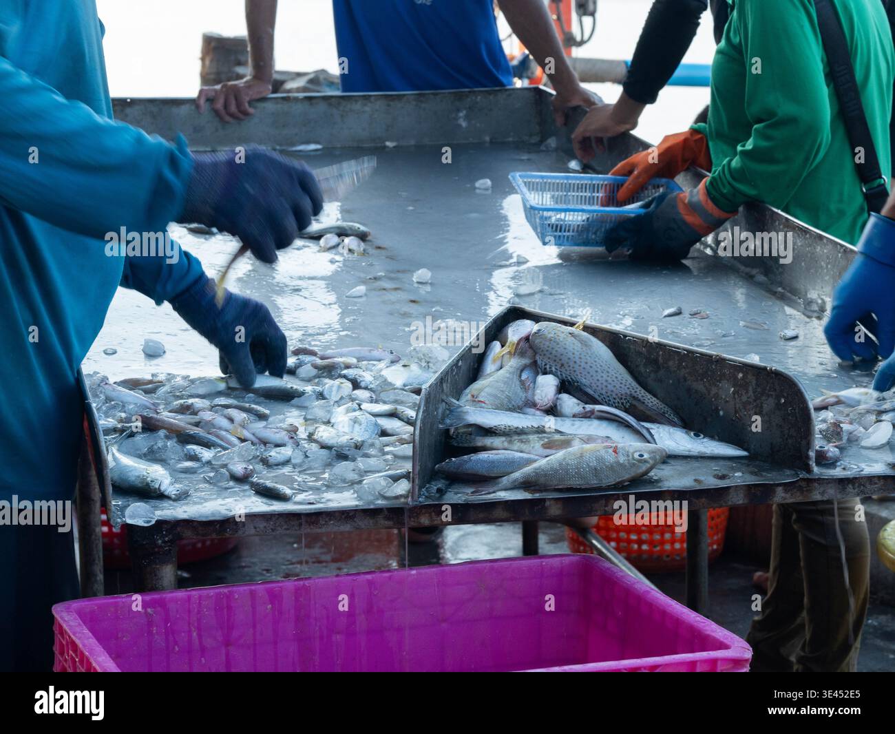 Fish sorting table hi-res stock photography and images - Alamy